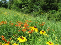 Meadow Flowers